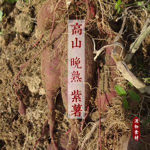 福建闽东高山农家新鲜紫薯番薯地瓜5斤包邮