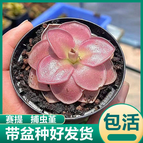 赛提捕虫堇 食虫植物食虫草猪笼草捕蝇草驱蚊花卉盆栽多肉植物