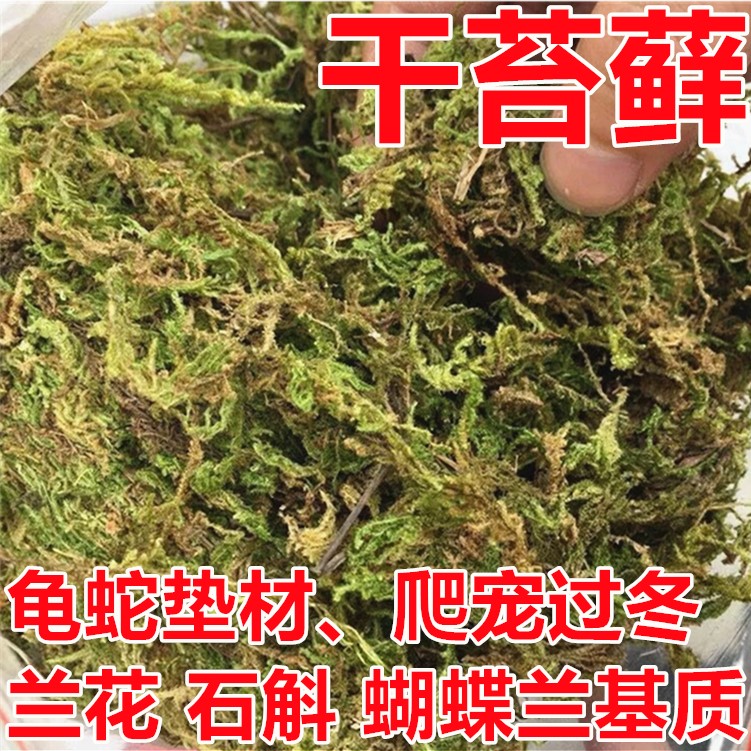 国产干苔藓水苔石斛蝴蝶兰花土龟蛇垫材爬宠过冬食虫植物土