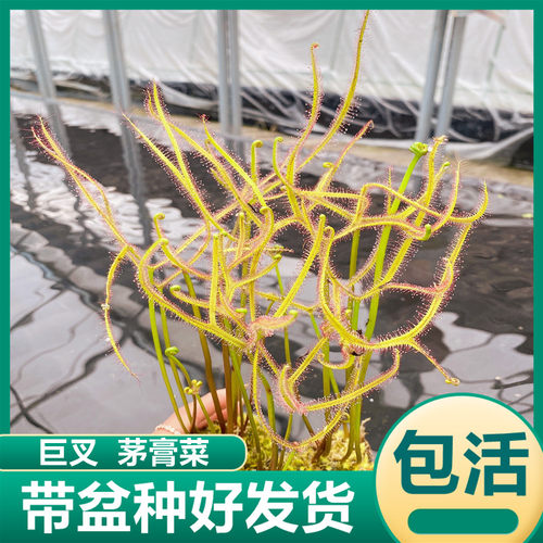 巨叉茅膏菜巨型叉叶茅膏菜食虫植物室内喜阴盆栽花卉捕虫草