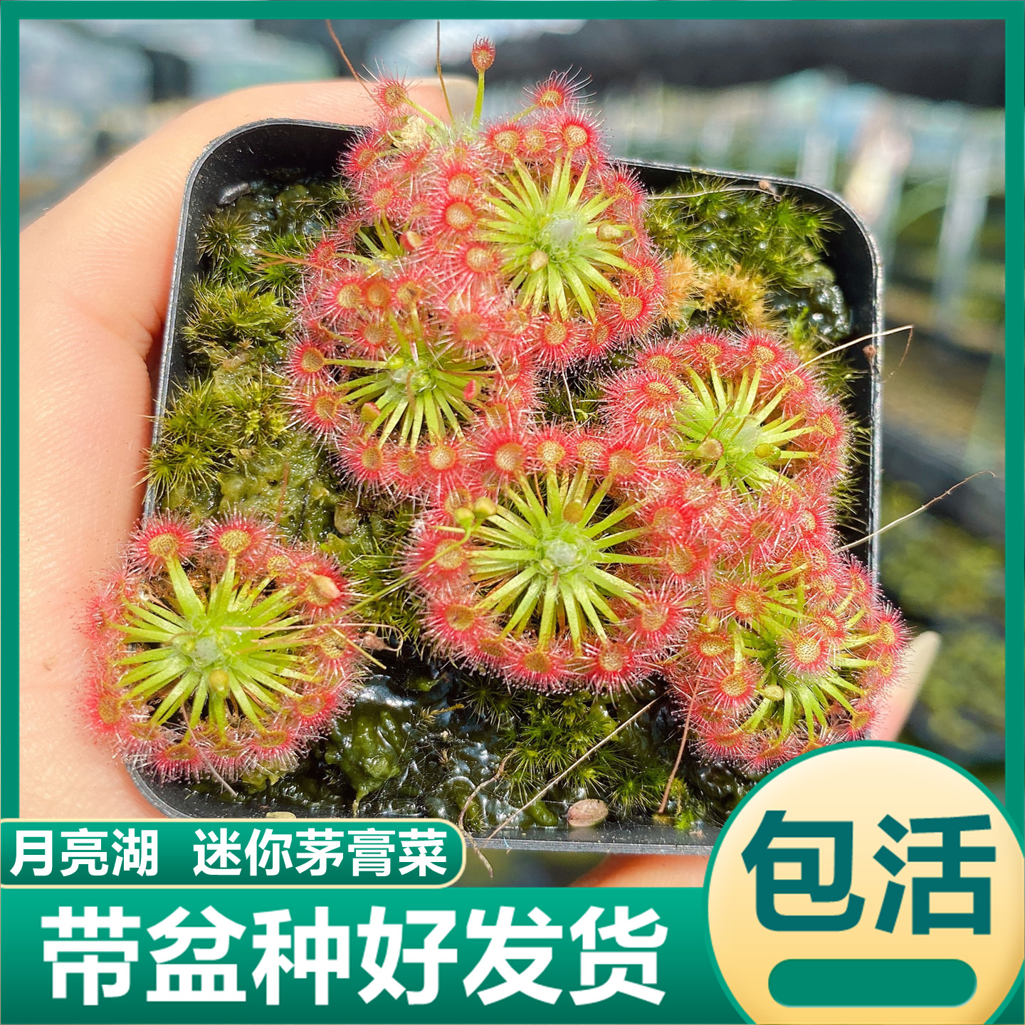 月亮湖迷你膏菜食虫植物粘液吃虫子盆栽驱蚊植物食虫花小型捕蝇草