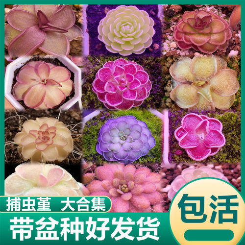 捕虫堇大合集弗洛里圆切赛提苹果凹瓣石灰岩米拉多食虫植物捕蝇草