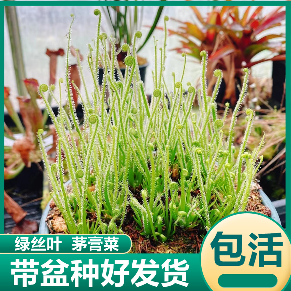 绿丝叶茅膏菜 喜阴水培室内绿植食虫草捉小黑飞苍蝇粘液驱虫绿植