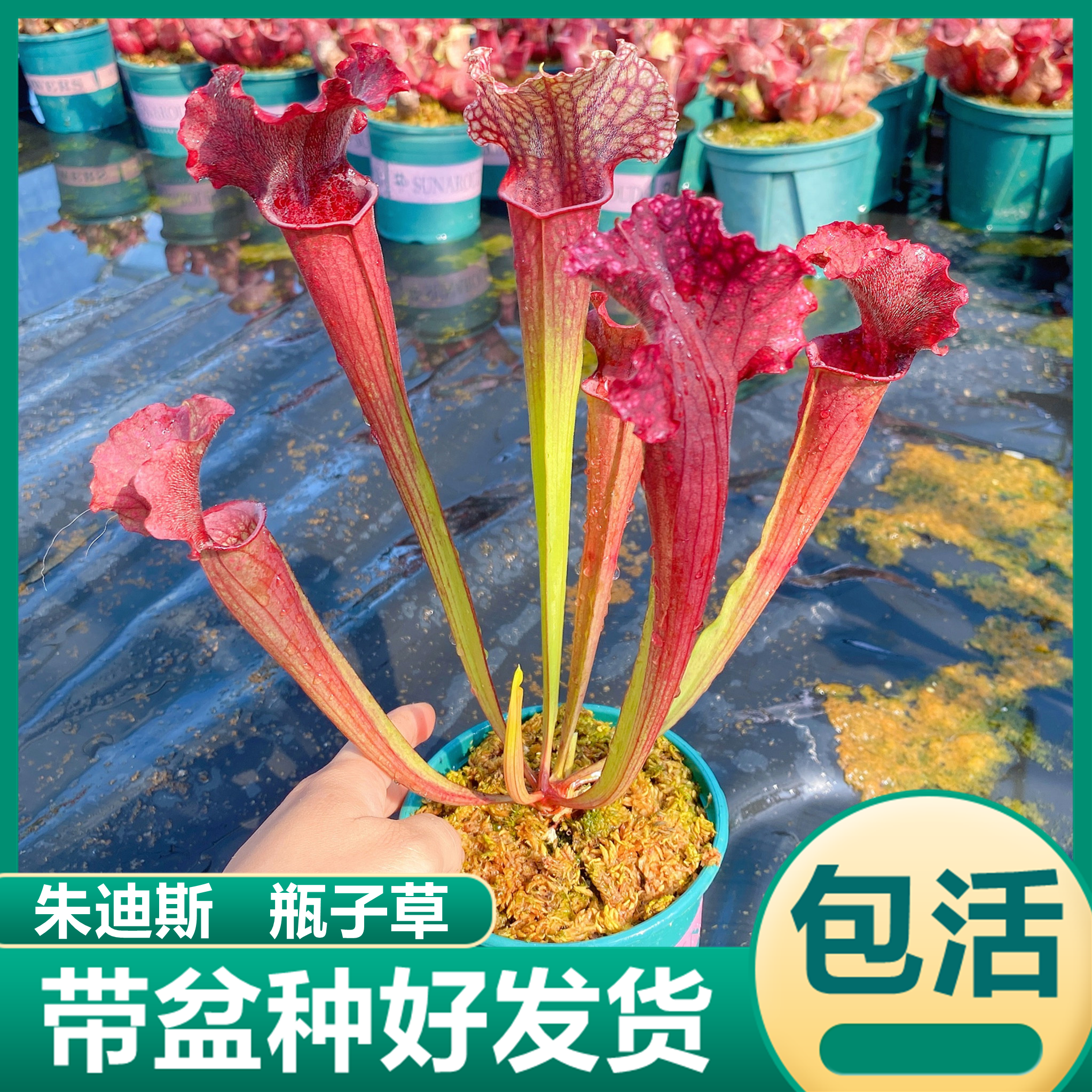 朱迪斯瓶子草食虫植物食虫草吃虫子驱蚊绿植盆栽花卉捕蝇草猪笼草