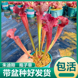 朱迪斯瓶子草食虫植物食虫草吃虫子驱蚊绿植盆栽花卉捕蝇草猪笼草