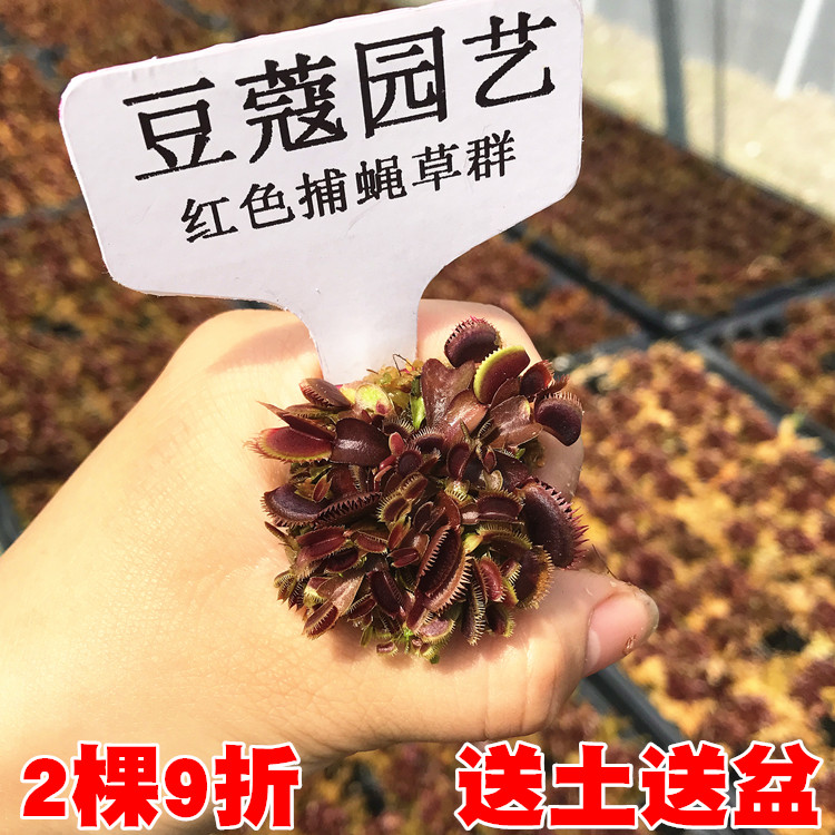 红色捕蝇草超多分株夹子食虫草
