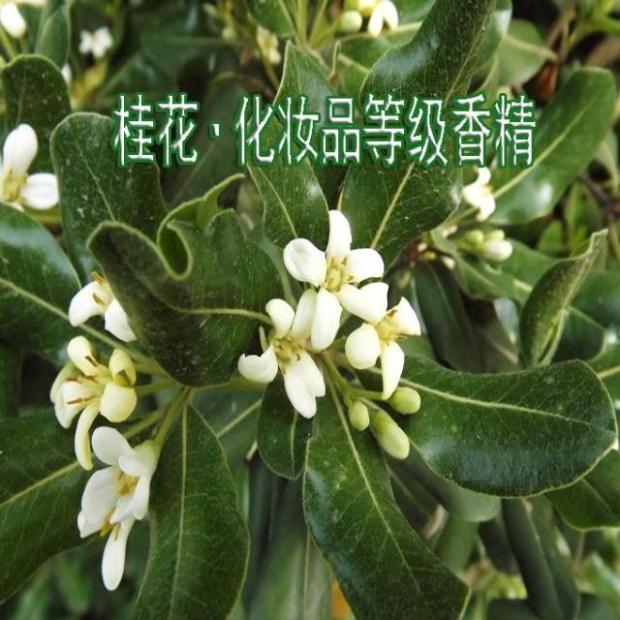 桂花植物粉末浓缩面霜加香剂