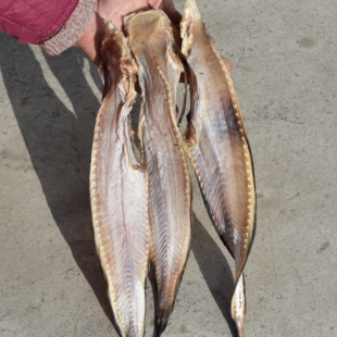 海鲶鱼狮子鱼先生鱼海兔子鱼干咸鱼干海鲜干货500克6 7成干左右