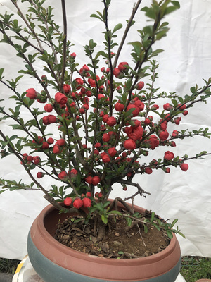 实物日本长寿冠海棠盆栽室内耐寒