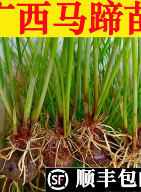 【桂蹄3号】广西荔浦水果马蹄种