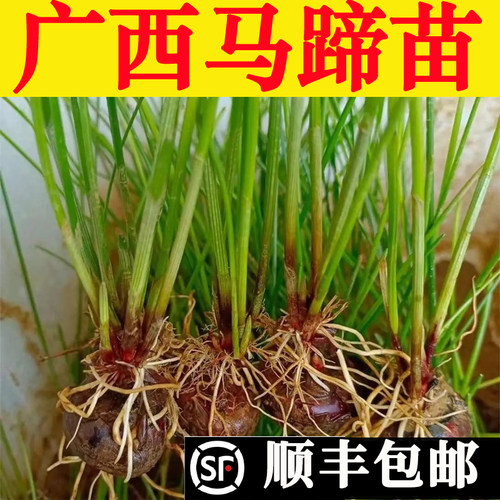 【桂蹄3号】广西荔浦水果马蹄种
