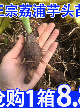 【仅8.8一箱】正宗荔浦芋头种苗