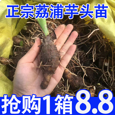 【仅8.8一箱】正宗荔浦芋头种苗