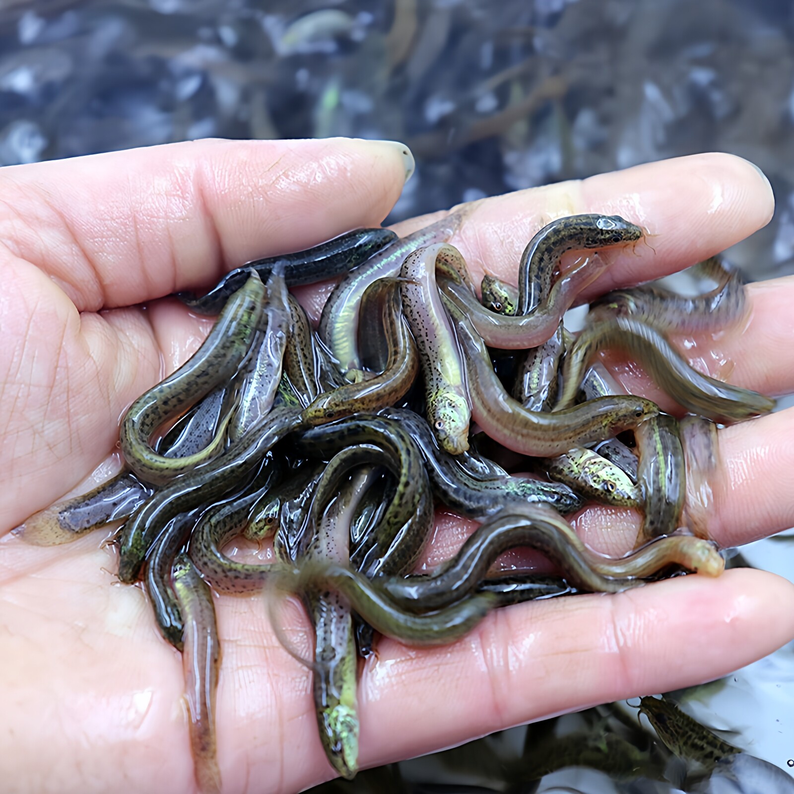 台湾泥鳅苗鲜活喂养宠物观赏龙鱼乌龟饲料钓翘嘴养殖小泥鳅活饵料