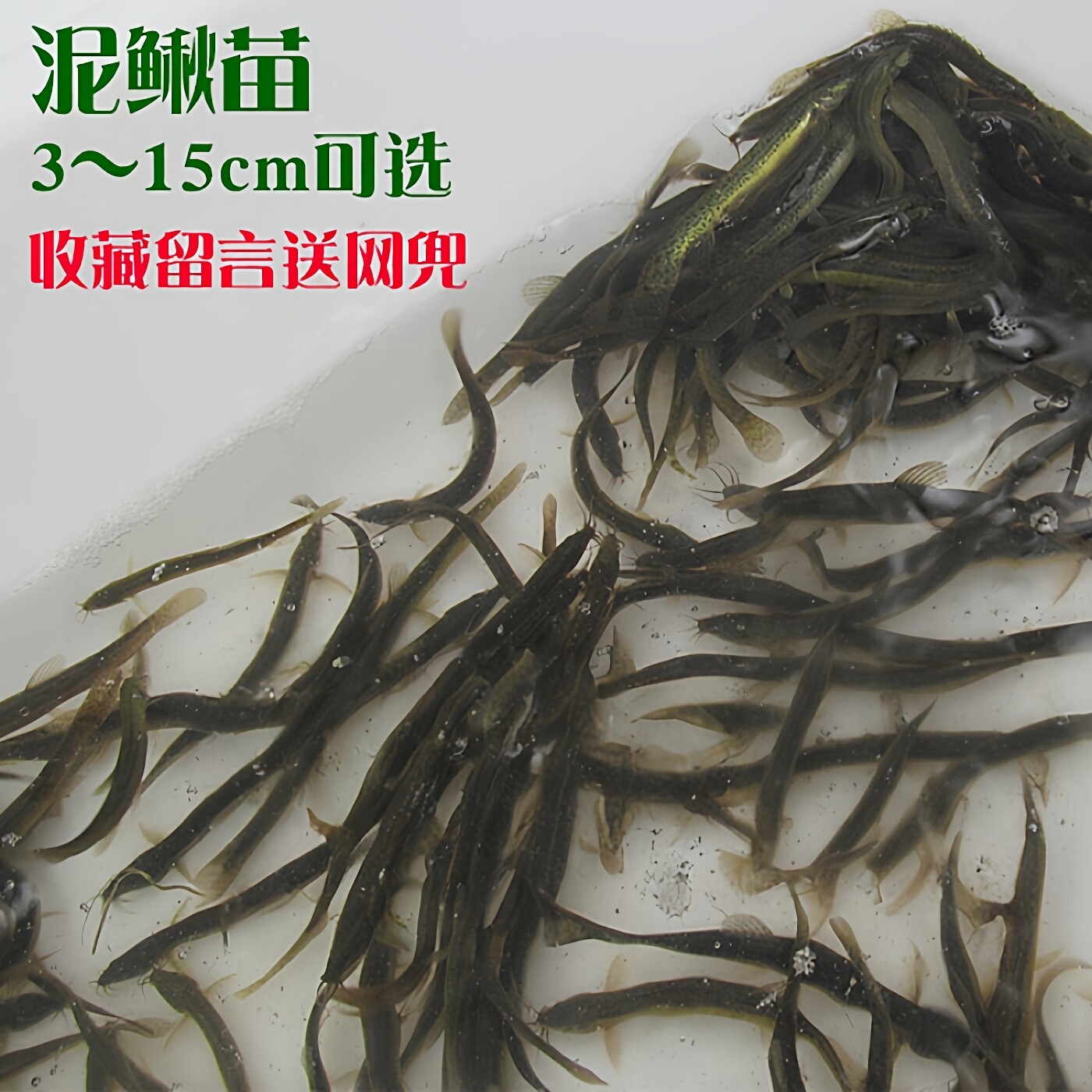 台湾小泥鳅苗钓鱼打窝翘嘴泥养殖鲜活泥鳅批发活体鱼诱饵鳄龟活食