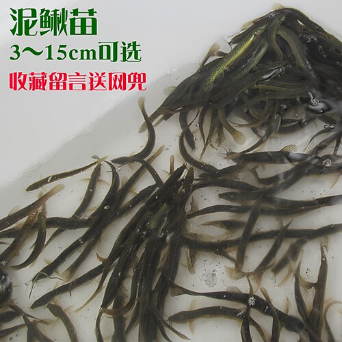 翘嘴鲈鱼活体钓鱼鳄龟鱼饲料