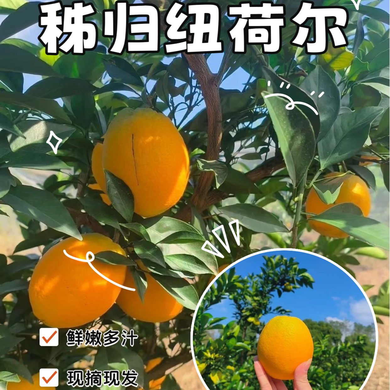 秭归脐橙现摘新鲜纽荷尔，当季水果满满的维C