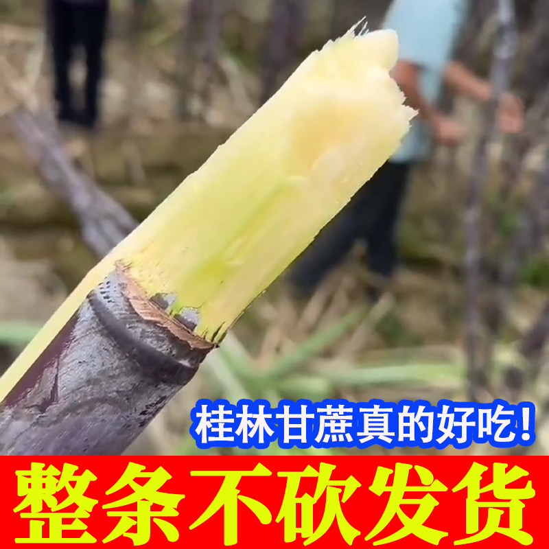 整条根广西桂林黑皮甘蔗水果红皮脆甜多汁新鲜现挖批发一捆紫皮