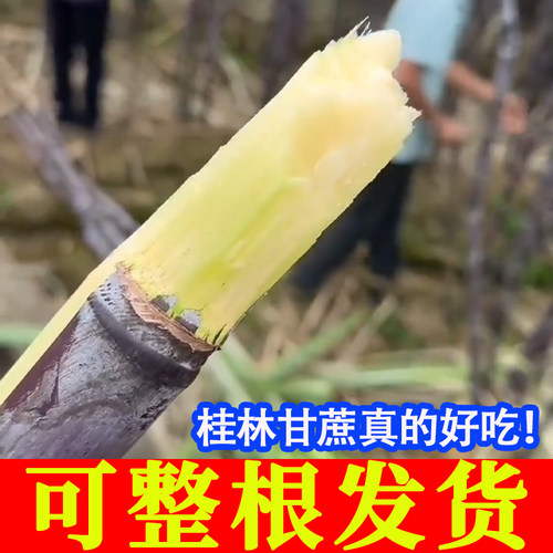 广西桂林水果甘蔗脆甜多汁