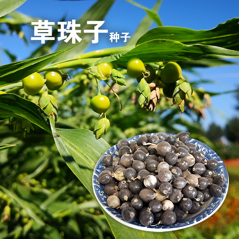 草珠子种子野生圆形薏苡草菩提薏