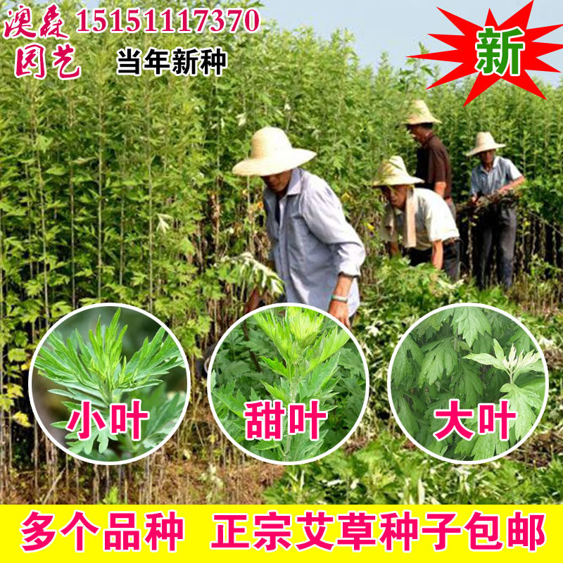 新艾草种子大叶小叶艾草种籽种植野生甜叶艾驱蚊防虫五月艾籽