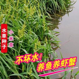 养鱼草籽小米草种子水草种籽虾蟹高产牧草池塘耐水淹湖南稷子耐旱