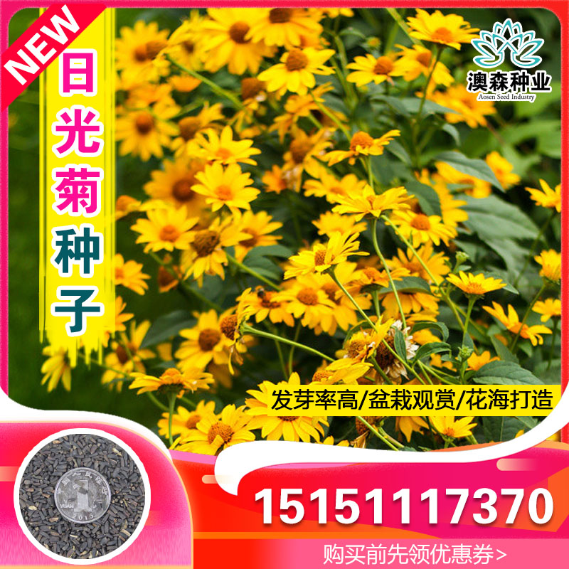 日光菊种子多年生草本花卉麦秆菊蜡菊种孑菊花阳台盆栽四季易播种