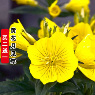黄花月见草种子待霄草耐旱耐盐碱香味盆栽夜来香种籽可药用晚樱草