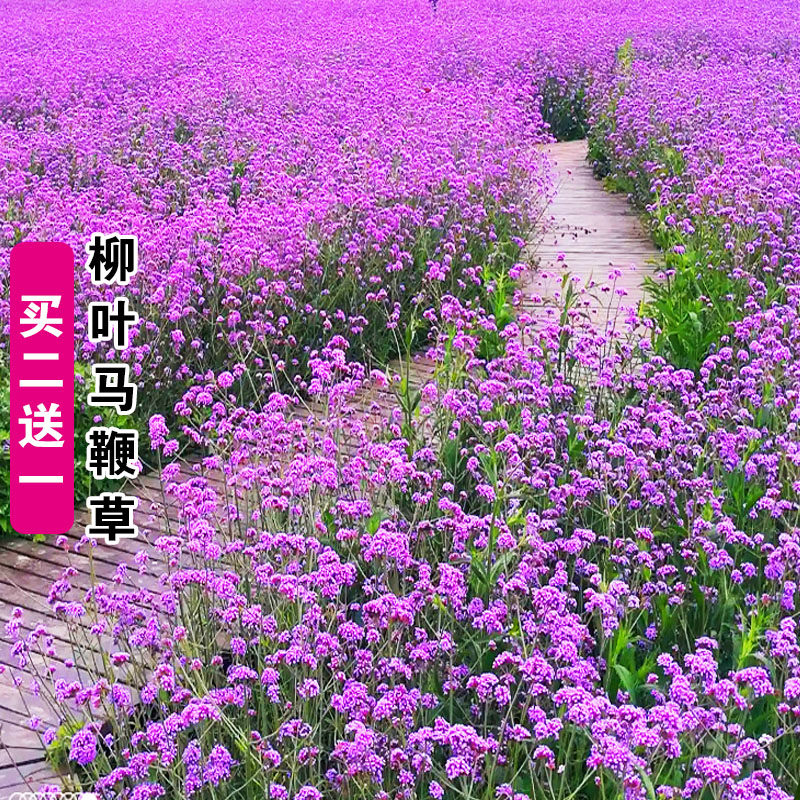 柳叶马鞭草种子多年生耐寒易活花种籽子花海景观花种籽孑阳台盆栽