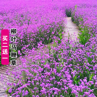 柳叶马鞭草种子多年生耐寒易活花种籽子花海景观花种籽孑阳台盆栽