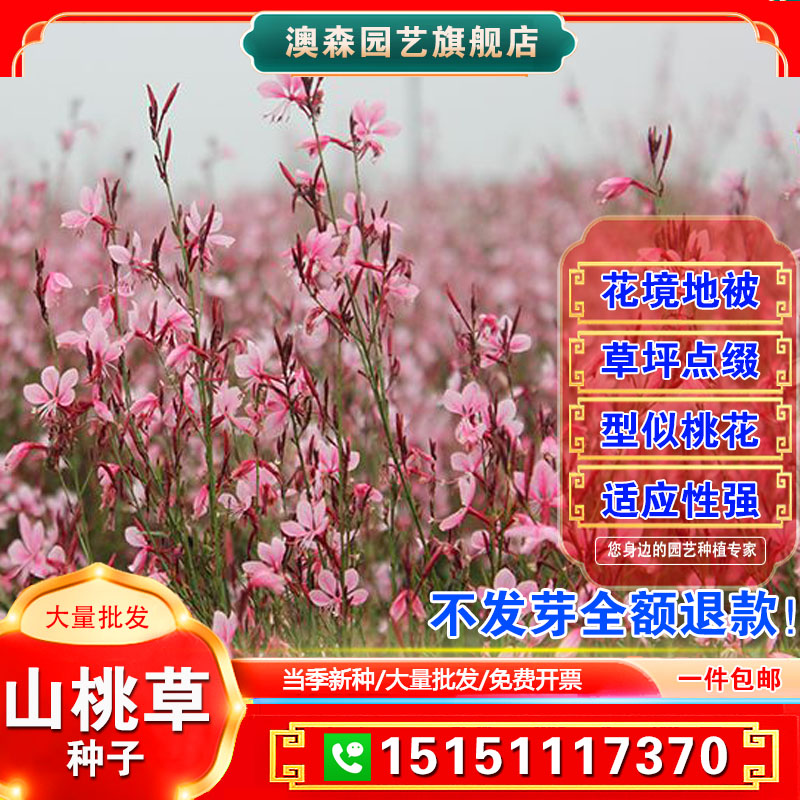 新品紫叶千鸟花山桃草种子四季庭院盆栽阳台庭院盆栽花种籽子易活