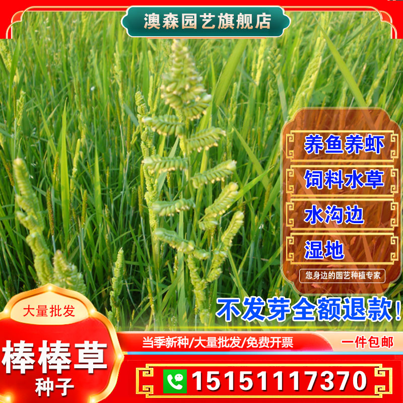 菵草种子耐寒水草冬季水稗草菵米优良饲料食用养鱼养虾棒棒草种子