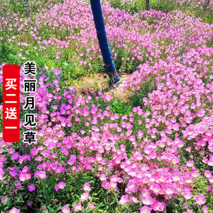 美丽月见草种子阳台盆栽庭院花卉夜来香四季播种开花宿根花种籽子