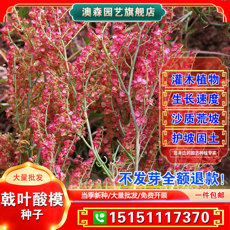 戟叶酸模种子 茎多分枝 老技木质 叶簇生 生长海拔高或沟谷种籽