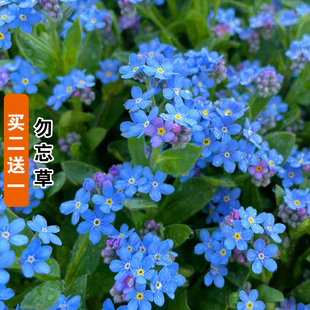 勿忘我花种宿根多年生高山勿忘草种子绿化盆栽四季易种花卉种籽孑