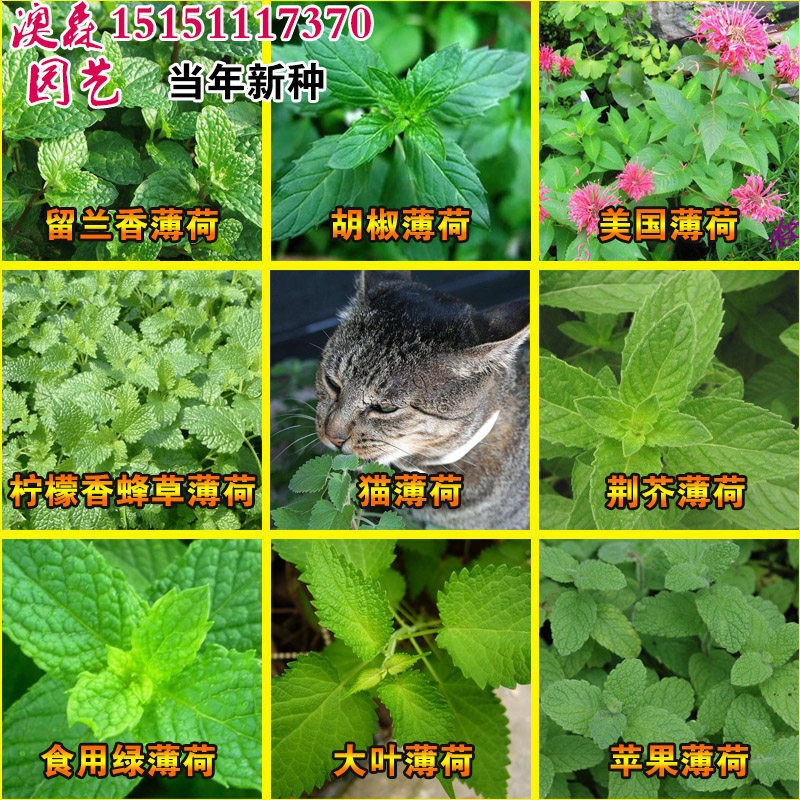 食用薄荷种子家种猫薄荷种籽阳台家庭种植清香驱蚊室内盆栽香草种