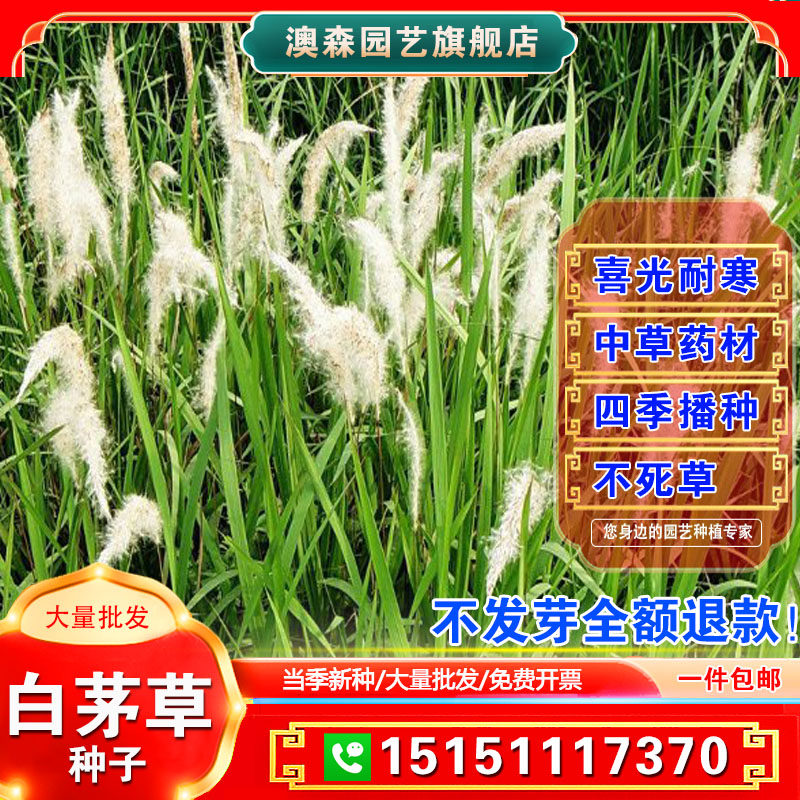 野生茅草种子 白茅根草种子 白茅草种子 白茅花丝茅花白茅根种子