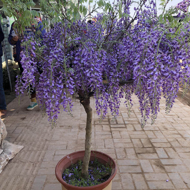 日本多花紫藤藤本植物紫藤花苗盆栽紫罗兰紫水晶阿知紫藤品种浓香