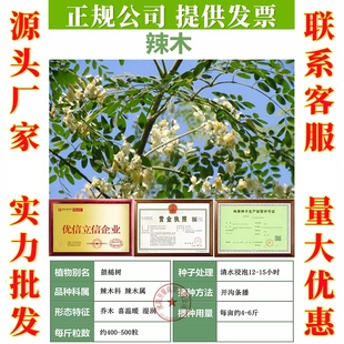 辣木种子鼓槌树辣木菜印度辣木叶素菜高钙素食材辣木籽乔木树