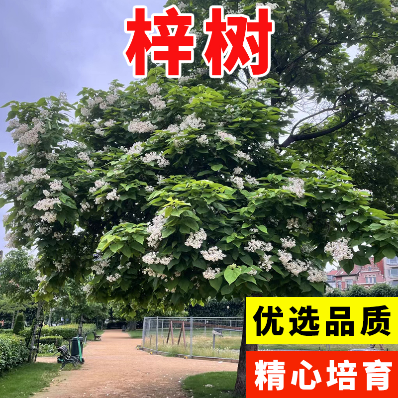 梓树种子 花楸 水桐 河楸 黄金树 臭槐树 梓实 梓白皮 辛树种子