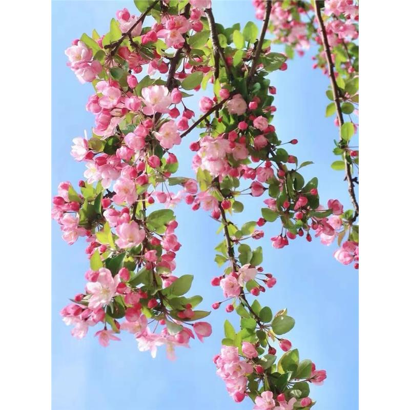 日式别墅庭院花卉垂丝海棠