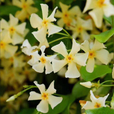 新品种托斯卡纳之星黄花络石风车茉莉四季常青庭院花园爬藤植物