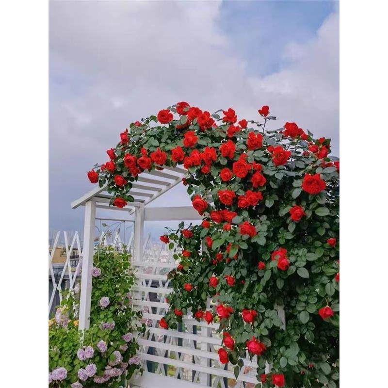 大型藤本月季花苗弗洛伦蒂娜浓香四季蔷薇庭院别墅爬墙花卉花园镜,鲜花速递/花卉仿真/绿植园艺,月季/蔷薇/玫瑰,淘宝优惠券,粉丝福利购,淘宝优惠卷