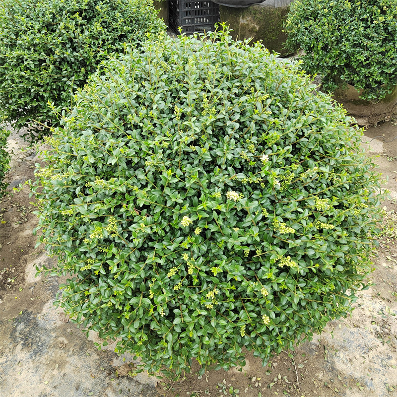 川滇蜡树精品落地灌木球四季常青耐热耐寒庭院别墅栽种花境植物