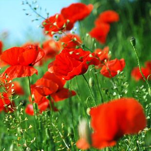 东方虞美人花种籽子冰岛虞美人红色混色春秋矮多年生耐寒花卉种子