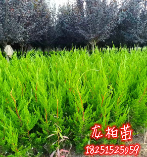 绿化苗木龙柏小苗 小龙柏 龙柏球 四季常青龙柏树苗龙柏盆景