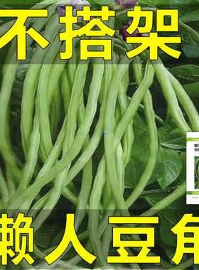 无架长豆角种子不搭架豇豆绿色蔬菜种孑无筋农家新鲜紫红懒人豆角