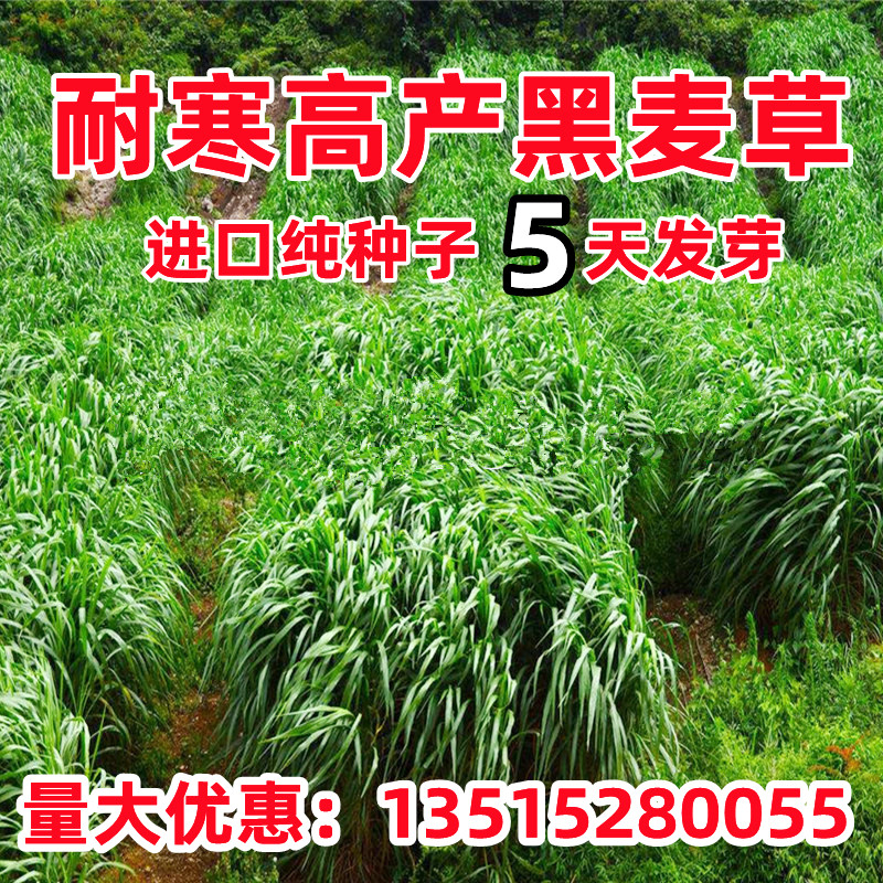耐寒黑麦草子种鱼籽牧多年