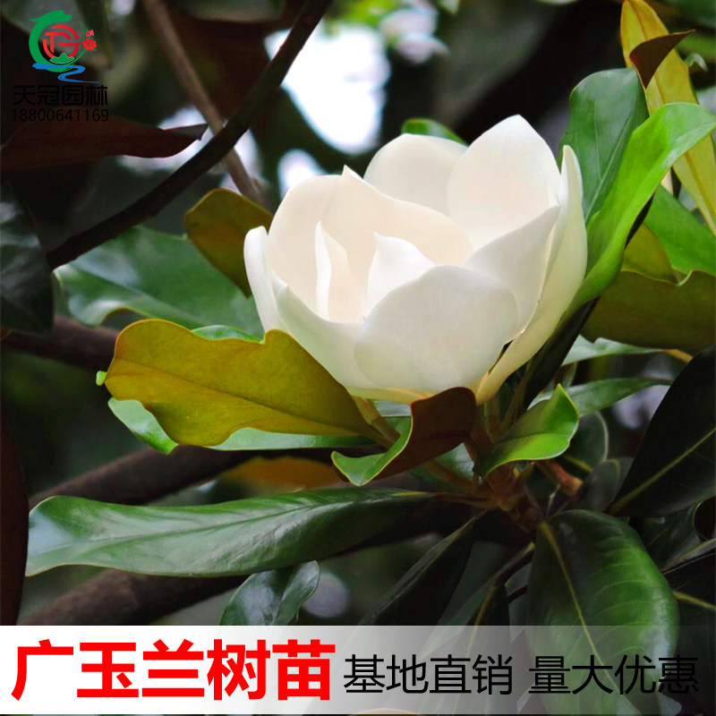 广玉兰树苗四季常青广玉兰大树苗