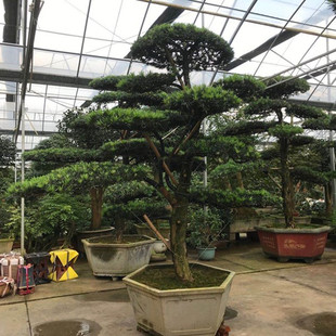 罗汉松造型树工程绿化别墅庭院地栽盆景大型迎客松苗四季常青绿植